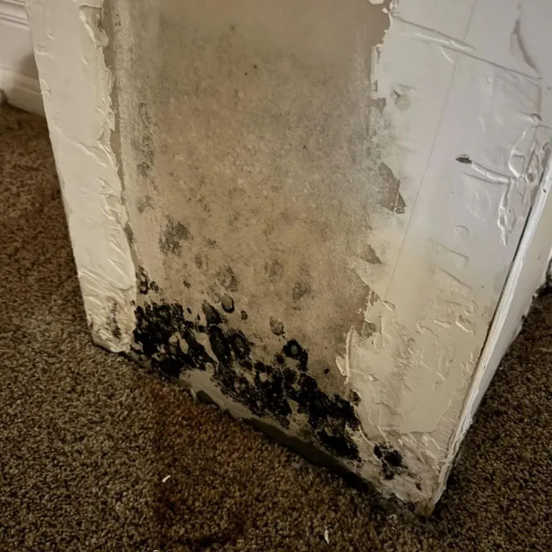 Professional Mold Removal in Huntington, VA